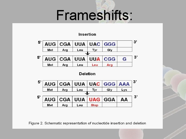 Frameshifts: 