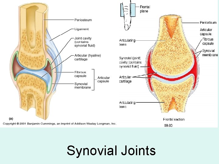 Synovial Joints 