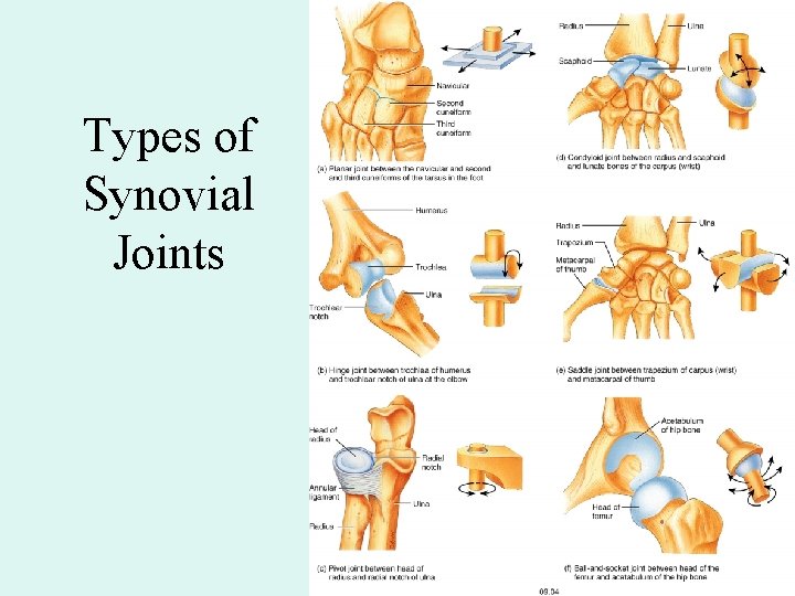 Types of Synovial Joints 