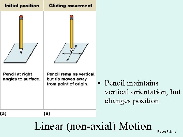  • Pencil maintains vertical orientation, but changes position Linear (non-axial) Motion Figure 9–
