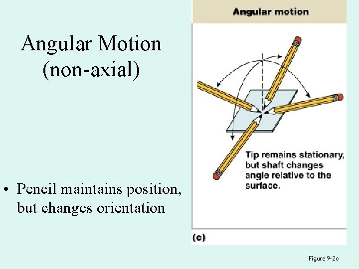 Angular Motion (non-axial) • Pencil maintains position, but changes orientation Figure 9– 2 c