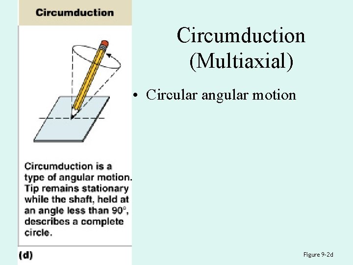 Circumduction (Multiaxial) • Circular angular motion Figure 9– 2 d 