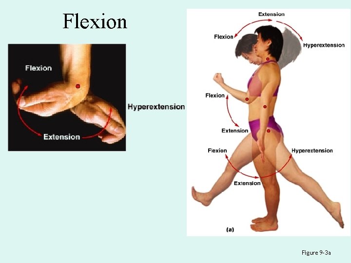 Flexion Figure 9– 3 a 