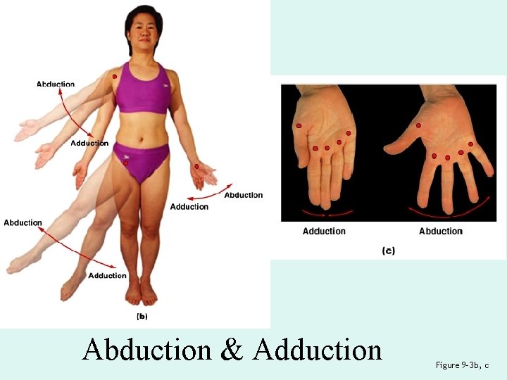 Abduction & Adduction Figure 9– 3 b, c 