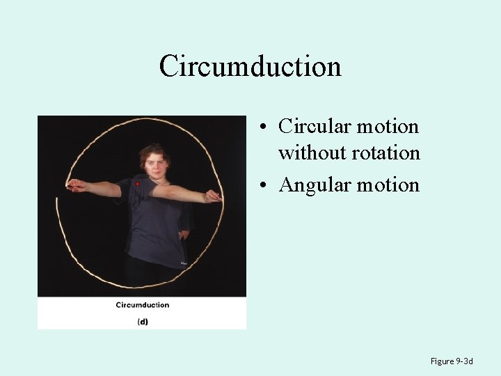 Circumduction • Circular motion without rotation • Angular motion Figure 9– 3 d 