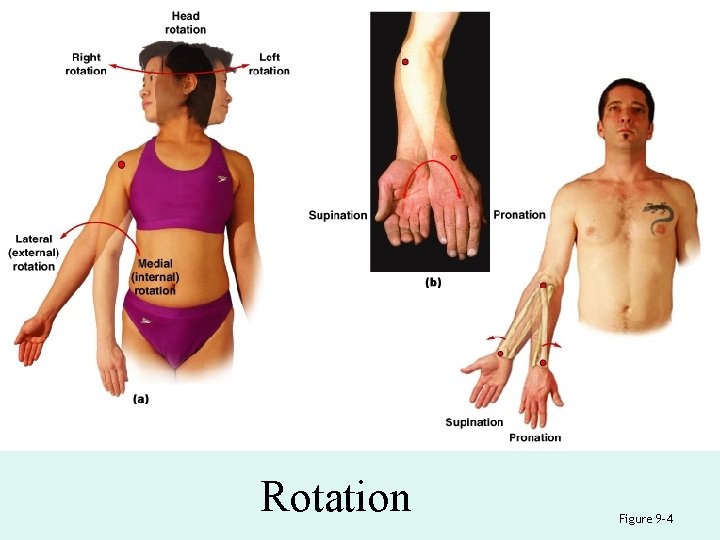 Rotation Figure 9– 4 