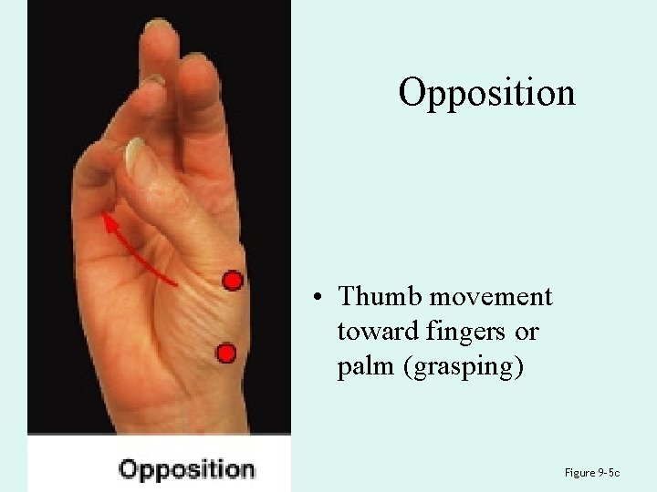 Opposition • Thumb movement toward fingers or palm (grasping) Figure 9– 5 c 