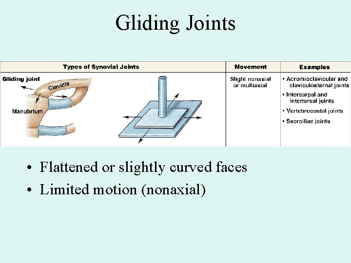 Gliding Joints • Flattened or slightly curved faces • Limited motion (nonaxial) 