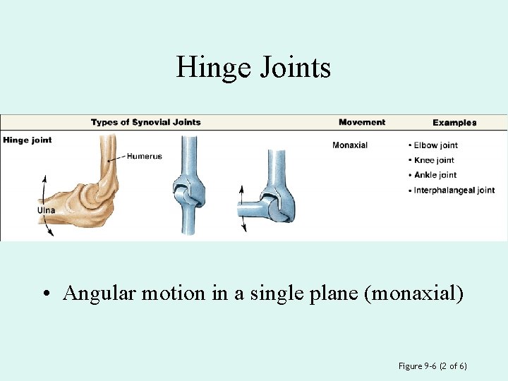 Hinge Joints • Angular motion in a single plane (monaxial) Figure 9– 6 (2