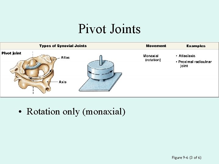 Pivot Joints • Rotation only (monaxial) Figure 9– 6 (3 of 6) 