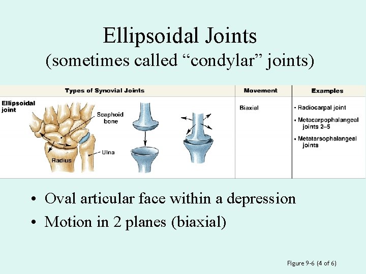 Ellipsoidal Joints (sometimes called “condylar” joints) • Oval articular face within a depression •