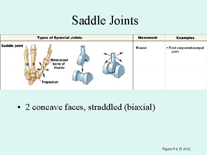 Saddle Joints • 2 concave faces, straddled (biaxial) Figure 9– 6 (5 of 6)