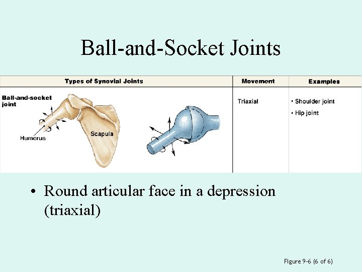 Ball-and-Socket Joints • Round articular face in a depression (triaxial) Figure 9– 6 (6
