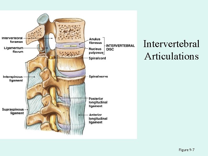 Intervertebral Articulations Figure 9– 7 