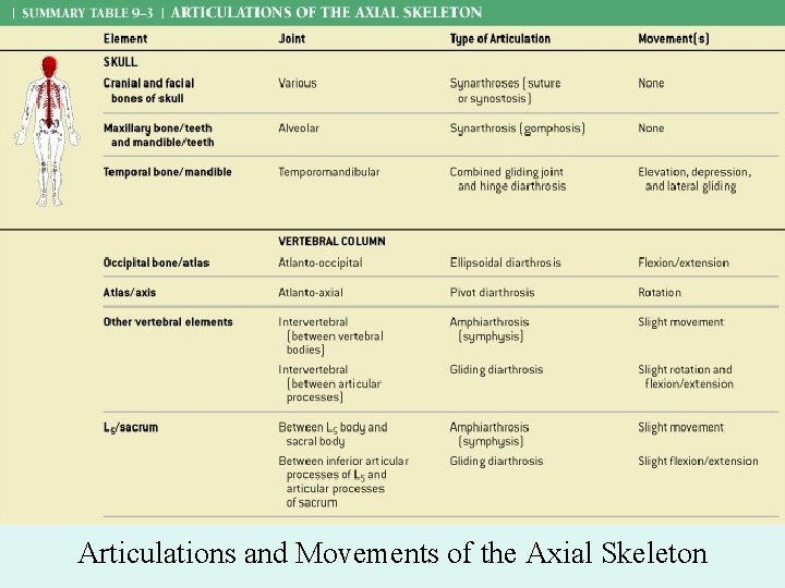 Articulations and Movements of the Axial Skeleton 