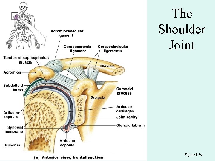 The Shoulder Joint Figure 9– 9 a 