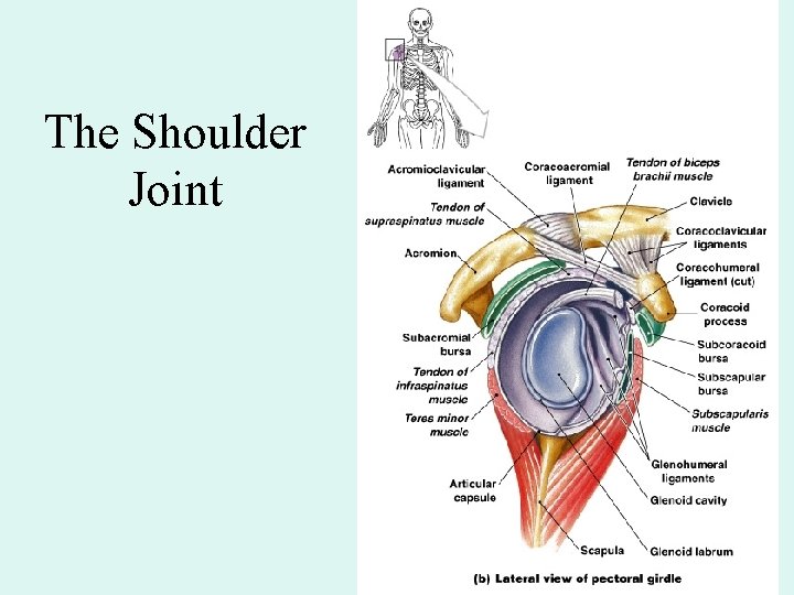 The Shoulder Joint Figure 9– 9 b 