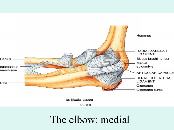 The elbow: medial 