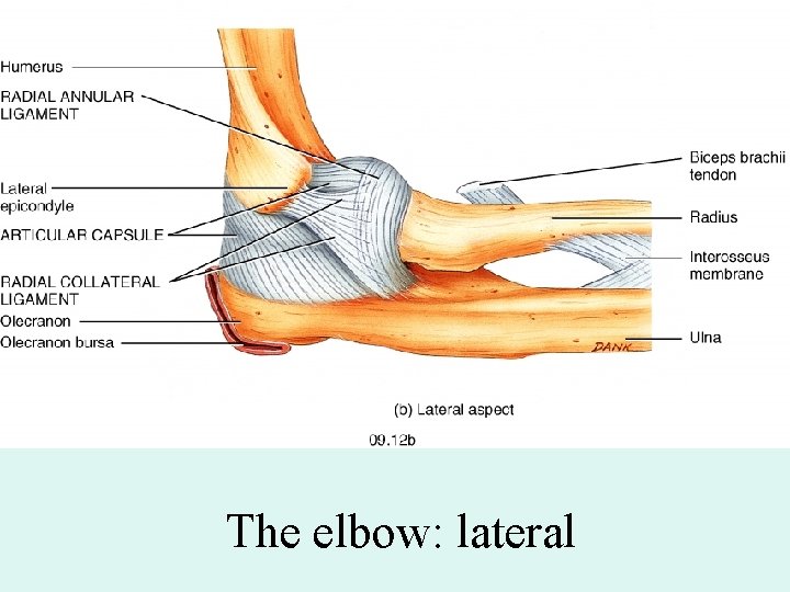 Fig. 09. 12 b The elbow: lateral 