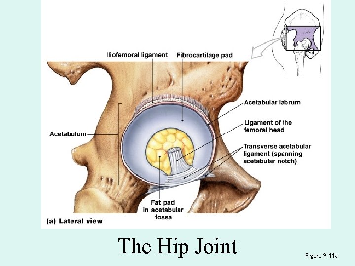 The Hip Joint Figure 9– 11 a 