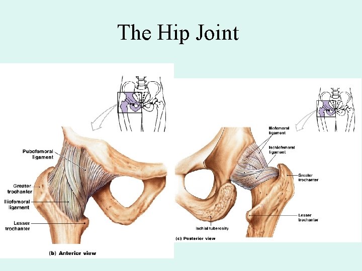 The Hip Joint 
