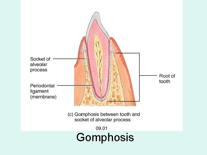 Gomphosis 