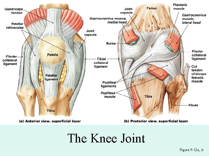 The Knee Joint Figure 9– 12 a, b 