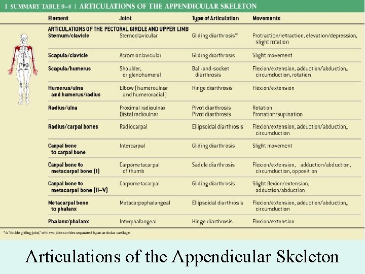 Articulations of the Appendicular Skeleton 