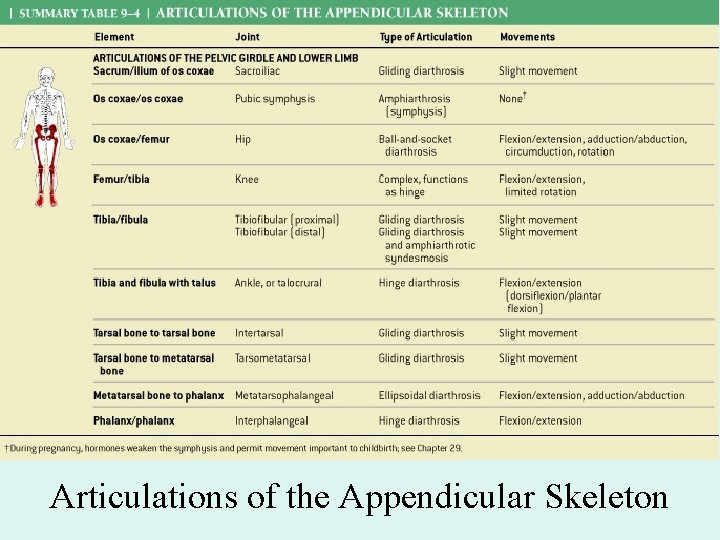 Articulations of the Appendicular Skeleton 