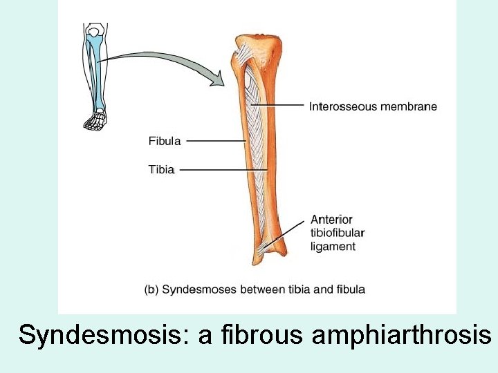 Syndesmosis: a fibrous amphiarthrosis 
