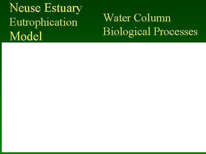 Neuse Estuary Eutrophication Model Water Column Biological Processes 