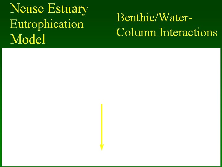 Neuse Estuary Eutrophication Model Benthic/Water. Column Interactions 