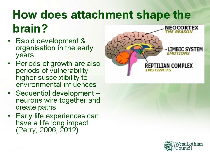 How does attachment shape the brain? • Rapid development & organisation in the early