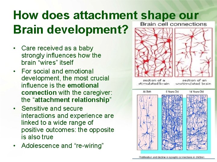 How does attachment shape our Brain development? • Care received as a baby strongly