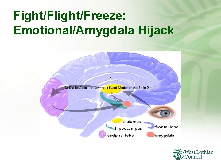 Fight/Flight/Freeze: Emotional/Amygdala Hijack 