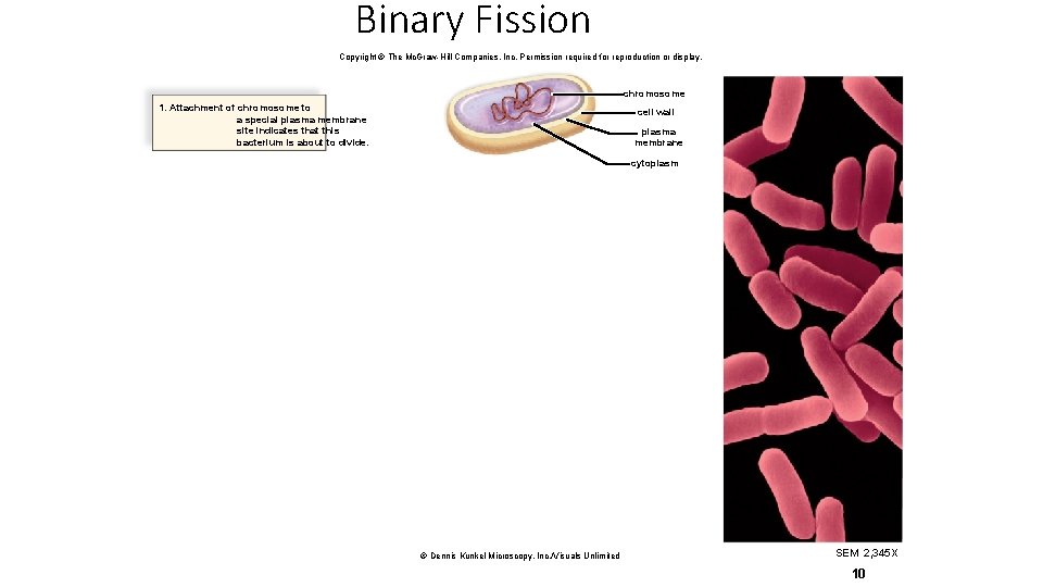 Binary Fission Copyright © The Mc. Graw-Hill Companies, Inc. Permission required for reproduction or