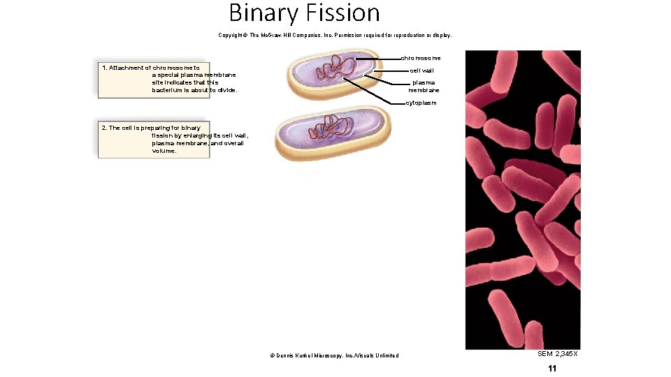 Binary Fission Copyright © The Mc. Graw-Hill Companies, Inc. Permission required for reproduction or