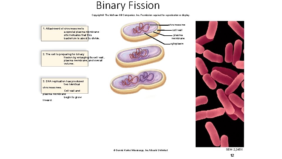 Binary Fission Copyright © The Mc. Graw-Hill Companies, Inc. Permission required for reproduction or