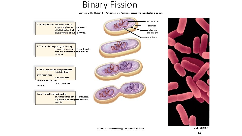 Binary Fission Copyright © The Mc. Graw-Hill Companies, Inc. Permission required for reproduction or