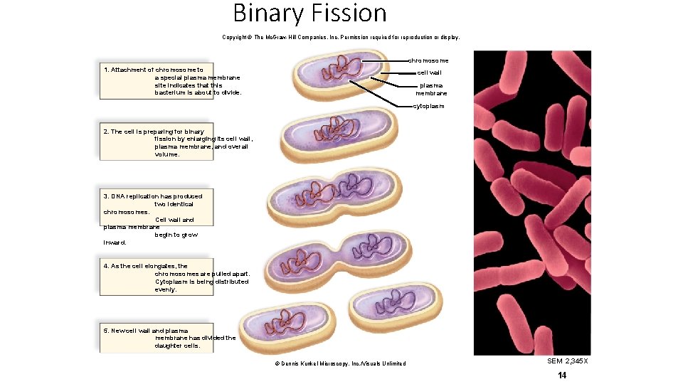 Binary Fission Copyright © The Mc. Graw-Hill Companies, Inc. Permission required for reproduction or