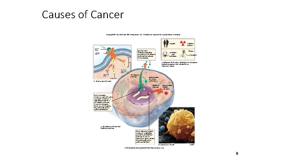 Causes of Cancer Copyright © The Mc. Graw-Hill Companies, Inc. Permission required for reproduction