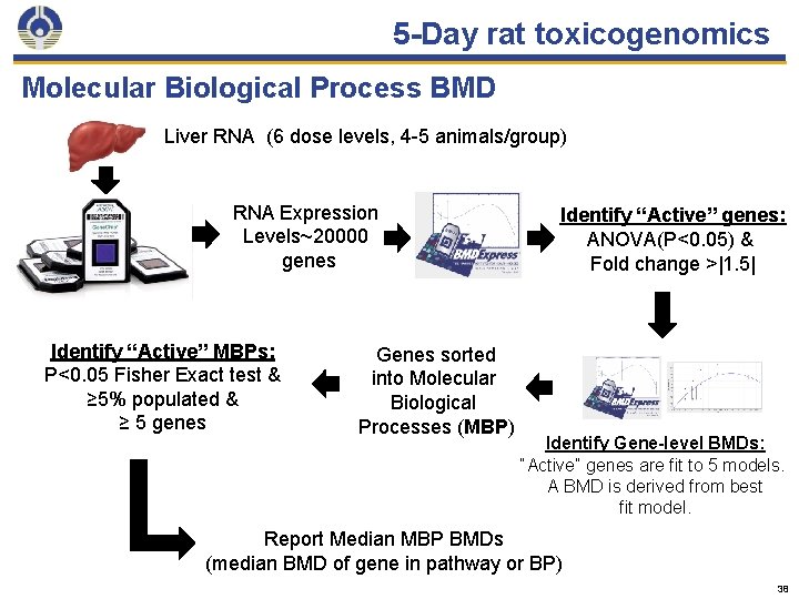5 -Day rat toxicogenomics Molecular Biological Process BMD Liver RNA (6 dose levels, 4