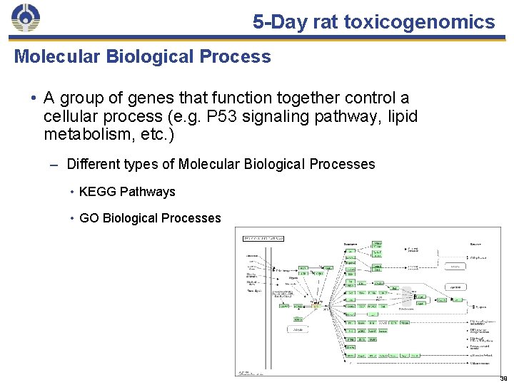 5 -Day rat toxicogenomics Molecular Biological Process • A group of genes that function