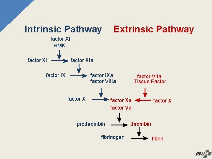 Intrinsic Pathway Extrinsic Pathway factor XII HMK factor XIa factor IXa factor VIIIa factor