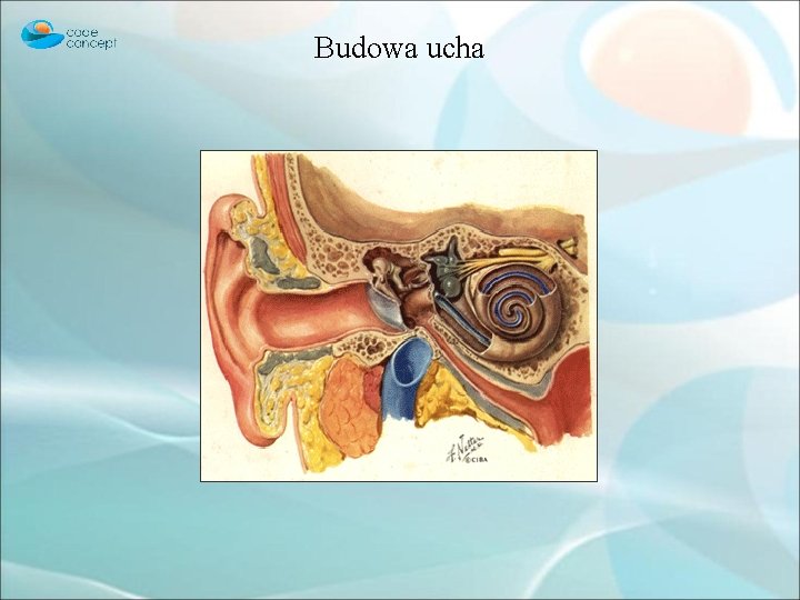 Budowa ucha 