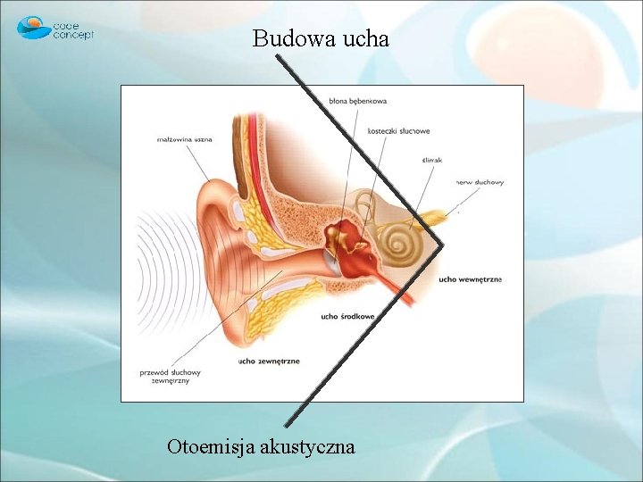 Budowa ucha Otoemisja akustyczna 