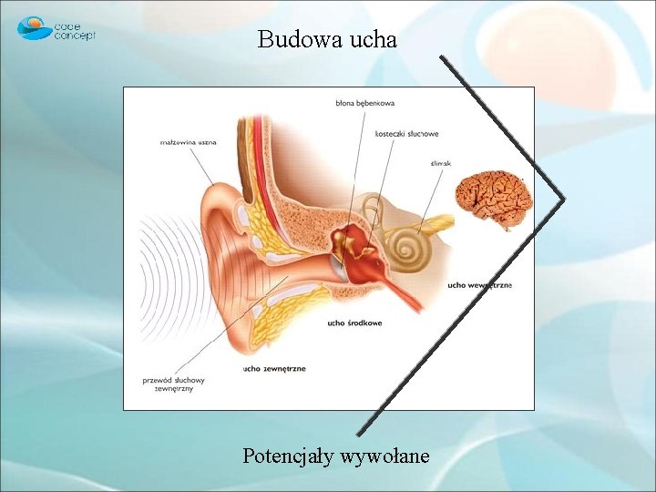 Budowa ucha Potencjały wywołane 