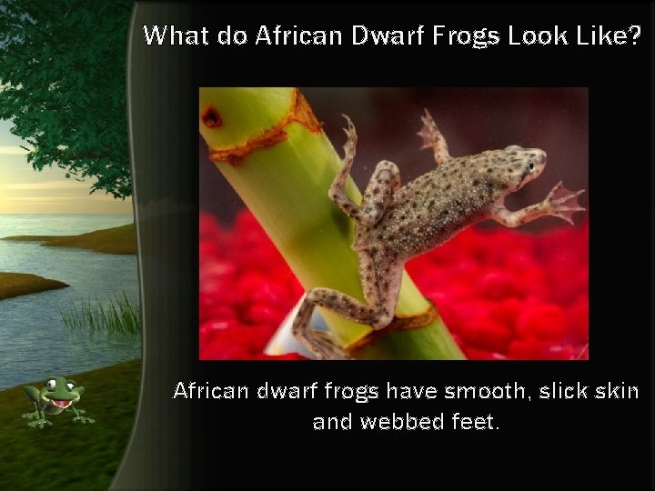 What do African Dwarf Frogs Look Like? African dwarf frogs have smooth, slick skin