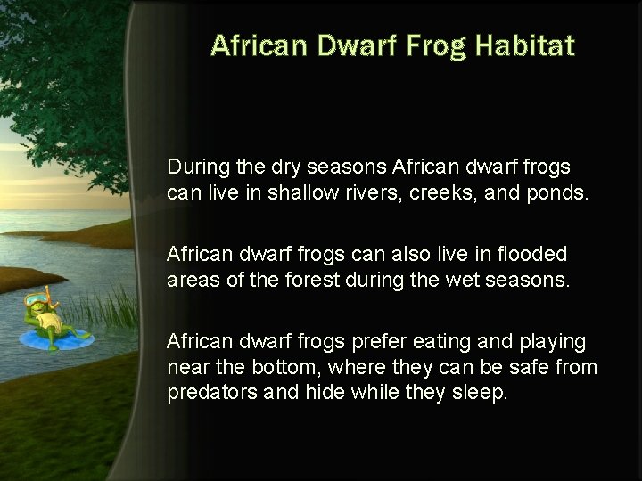 African Dwarf Frog Habitat During the dry seasons African dwarf frogs can live in