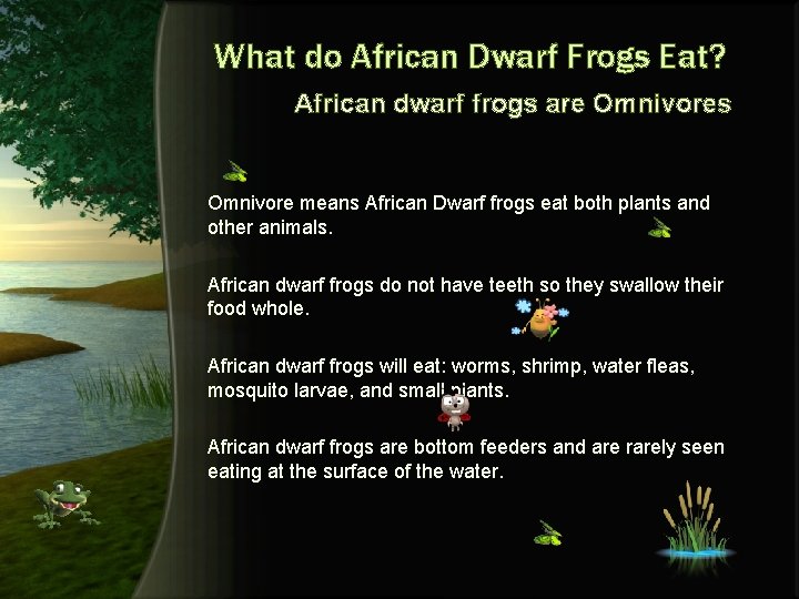What do African Dwarf Frogs Eat? African dwarf frogs are Omnivores Omnivore means African
